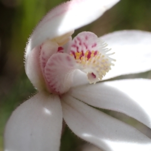 Caladenia alpina at Paddys River, ACT - 18 Nov 2021