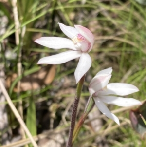 Caladenia alpina at Paddys River, ACT - suppressed