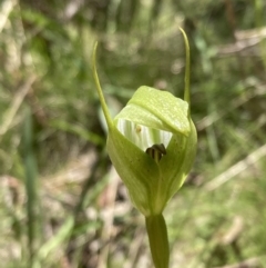 Pterostylis monticola (Large Mountain Greenhood) at Paddys River, ACT - 18 Nov 2021 by AnneG1