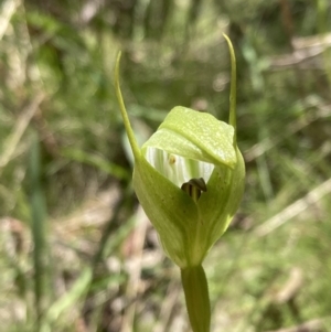 Pterostylis monticola at Paddys River, ACT - suppressed