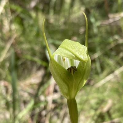 Pterostylis monticola (Large Mountain Greenhood) at Paddys River, ACT - 18 Nov 2021 by AnneG1