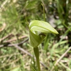 Pterostylis monticola at Paddys River, ACT - suppressed