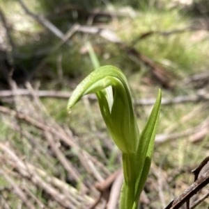 Pterostylis monticola at Paddys River, ACT - suppressed