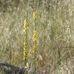 Verbascum virgatum (Green Mullein) at West Wodonga, VIC - 21 Nov 2021 by KylieWaldon