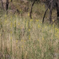 Verbascum virgatum at West Wodonga, VIC - 21 Nov 2021 07:26 AM