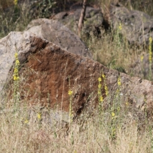 Verbascum virgatum at West Wodonga, VIC - 21 Nov 2021 07:26 AM