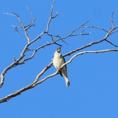 Philemon corniculatus (Noisy Friarbird) at Wodonga - 20 Nov 2021 by KylieWaldon