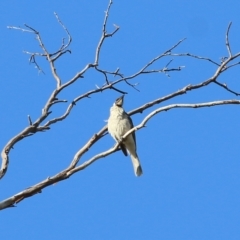 Philemon corniculatus (Noisy Friarbird) at West Wodonga, VIC - 21 Nov 2021 by KylieWaldon