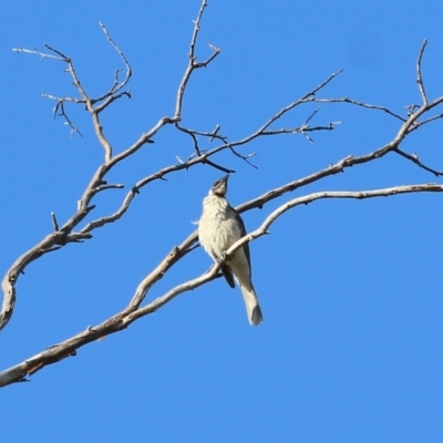 Philemon corniculatus (Noisy Friarbird) at West Wodonga, VIC - 21 Nov 2021 by KylieWaldon