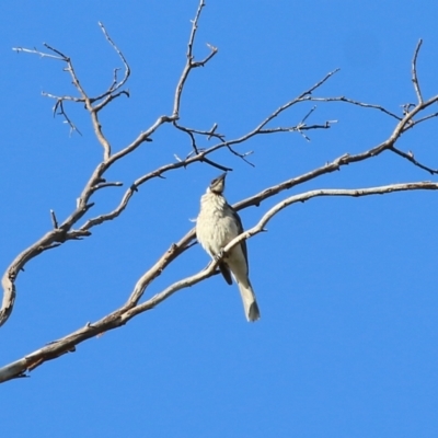 Philemon corniculatus (Noisy Friarbird) at West Wodonga, VIC - 20 Nov 2021 by KylieWaldon