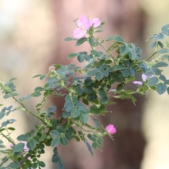 Rosa canina (Dog Rose) at Federation Hill - 20 Nov 2021 by KylieWaldon