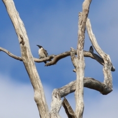 Philemon corniculatus (Noisy Friarbird) at West Wodonga, VIC - 20 Nov 2021 by KylieWaldon