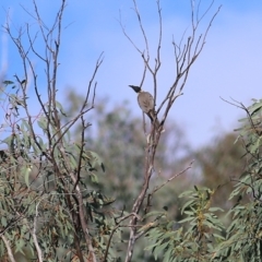 Philemon corniculatus at West Wodonga, VIC - 21 Nov 2021