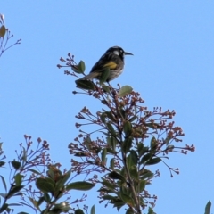 Phylidonyris novaehollandiae (New Holland Honeyeater) at Wodonga - 20 Nov 2021 by KylieWaldon