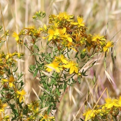 Hypericum perforatum (St John's Wort) at West Wodonga, VIC - 20 Nov 2021 by KylieWaldon