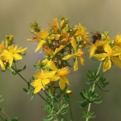 Hypericum perforatum at West Wodonga, VIC - 21 Nov 2021 07:32 AM