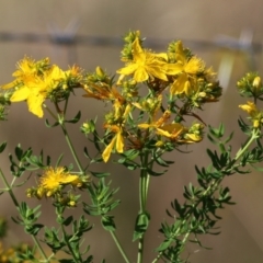 Hypericum perforatum at West Wodonga, VIC - 21 Nov 2021