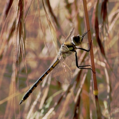 Hemicordulia tau (Tau Emerald) at West Wodonga, VIC - 21 Nov 2021 by KylieWaldon