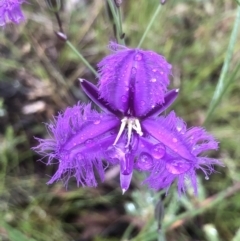 Thysanotus tuberosus (Common Fringe-lily) at Bruce, ACT - 21 Nov 2021 by goyenjudy