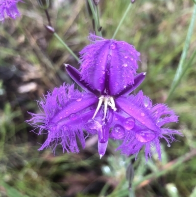 Thysanotus tuberosus (Common Fringe-lily) at Point 604 - 21 Nov 2021 by goyenjudy