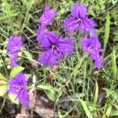 Thysanotus tuberosus at Bruce, ACT - 21 Nov 2021