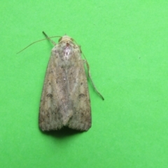 Helicoverpa (genus) (A bollworm) at McKellar, ACT - 20 Nov 2021 by Amata