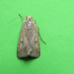 Helicoverpa (genus) (A bollworm) at McKellar, ACT - 20 Nov 2021 by Birdy