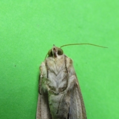 Helicoverpa (genus) at McKellar, ACT - 20 Nov 2021