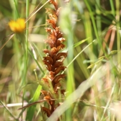 Orobanche minor (Broomrape) at Federation Hill - 20 Nov 2021 by KylieWaldon