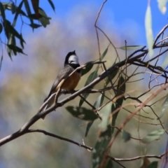 Pachycephala rufiventris (Rufous Whistler) at West Wodonga, VIC - 21 Nov 2021 by KylieWaldon