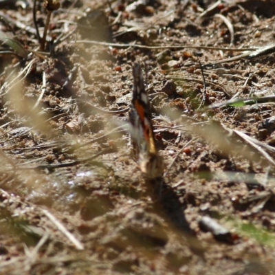 Vanessa kershawi (Australian Painted Lady) at Federation Hill - 20 Nov 2021 by KylieWaldon