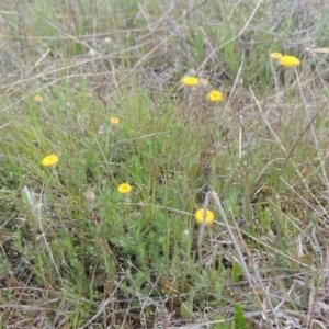 Leptorhynchos squamatus at Theodore, ACT - 20 Oct 2021