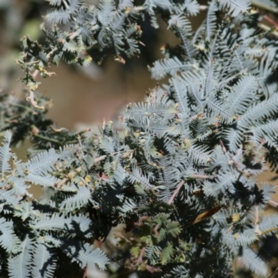 Acacia baileyana (Cootamundra Wattle, Golden Mimosa) at Wodonga - 20 Nov 2021 by KylieWaldon