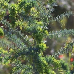 Acacia baileyana at West Wodonga, VIC - 21 Nov 2021