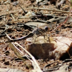 Orthetrum caledonicum (Blue Skimmer) at West Wodonga, VIC - 20 Nov 2021 by KylieWaldon