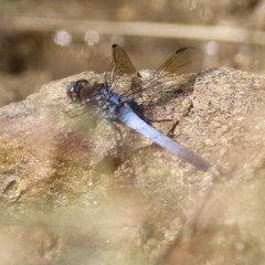 Orthetrum caledonicum (Blue Skimmer) at West Wodonga, VIC - 21 Nov 2021 by KylieWaldon