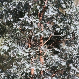 Eucalyptus cinerea subsp. cinerea at West Wodonga, VIC - 21 Nov 2021