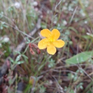 Hypericum gramineum at Hawker, ACT - 20 Nov 2021