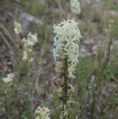 Stackhousia monogyna (Creamy Candles) at Theodore, ACT - 20 Oct 2021 by michaelb
