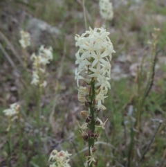 Stackhousia monogyna (Creamy Candles) at Theodore, ACT - 20 Oct 2021 by MichaelBedingfield