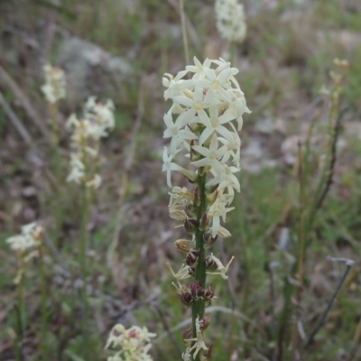 Stackhousia monogyna (Creamy Candles) at Theodore, ACT - 20 Oct 2021 by MichaelBedingfield