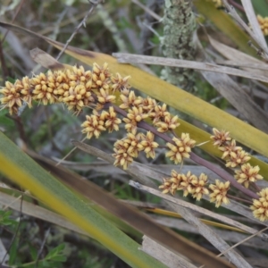 Lomandra longifolia at Theodore, ACT - 20 Oct 2021