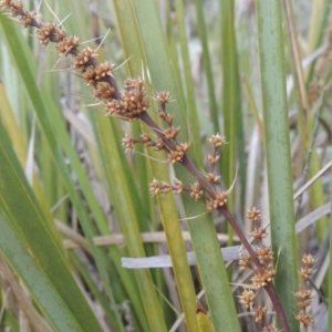 Lomandra longifolia at Theodore, ACT - 20 Oct 2021 03:55 PM