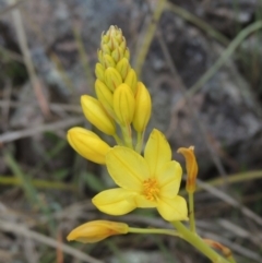 Bulbine glauca (Rock Lily) at Rob Roy Range - 20 Oct 2021 by michaelb