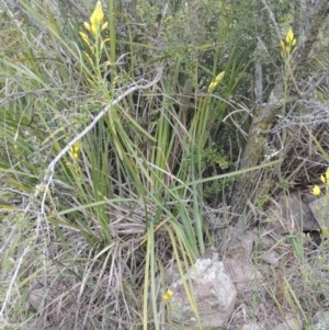 Bulbine glauca at Theodore, ACT - 20 Oct 2021