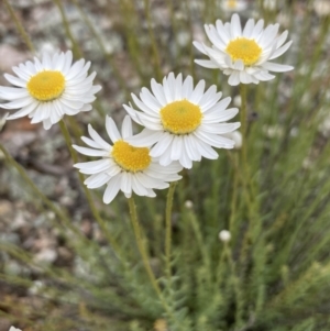 Rhodanthe anthemoides at Burra, NSW - 21 Oct 2021