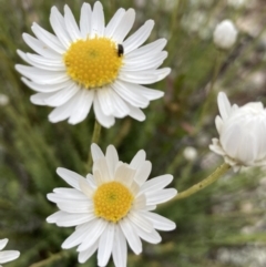 Rhodanthe anthemoides at Burra, NSW - 21 Oct 2021