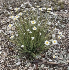 Rhodanthe anthemoides at Burra, NSW - 21 Oct 2021 05:40 PM