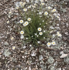 Rhodanthe anthemoides at Burra, NSW - 21 Oct 2021