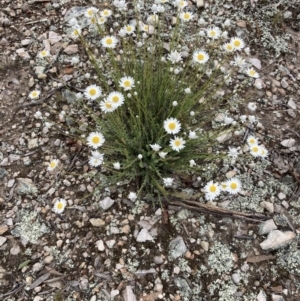 Rhodanthe anthemoides at Burra, NSW - 21 Oct 2021